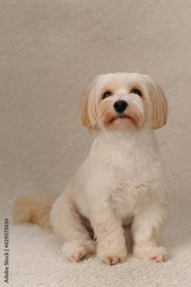 beige maltipu sits on a beige background in the studio