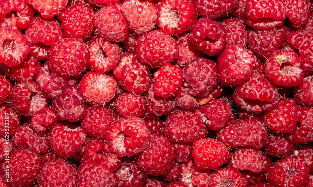 Raspberry berry.Raspberry background.Raspberry red forest. Raspberry berry.Raspberry background.Raspberry red forest.