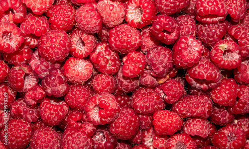 Raspberry berry.Raspberry background.Raspberry red forest.