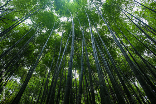 Bamboo grove green rain forest sighseeing travel at Arashiyama