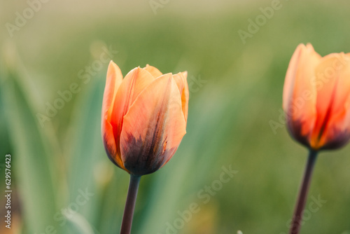 Orange Tulips in the Spring