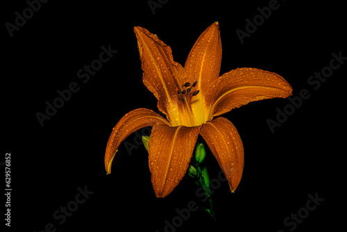 Flowers in macro photography on a black background.