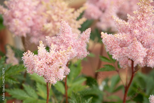 close-up of beautiful blooming salmon pink Sister Theresa Astilbe flower; Astilbe x arendsii 'Sister Theresa' photo