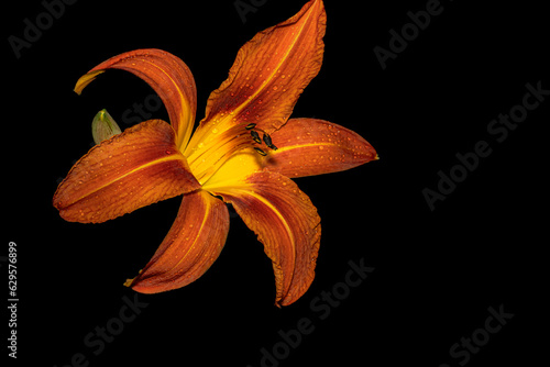 Flowers in macro photography on a black background.