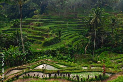 Tegallalang Rice Terrace, a series of arranged paddies in ubud, bali, indonesia