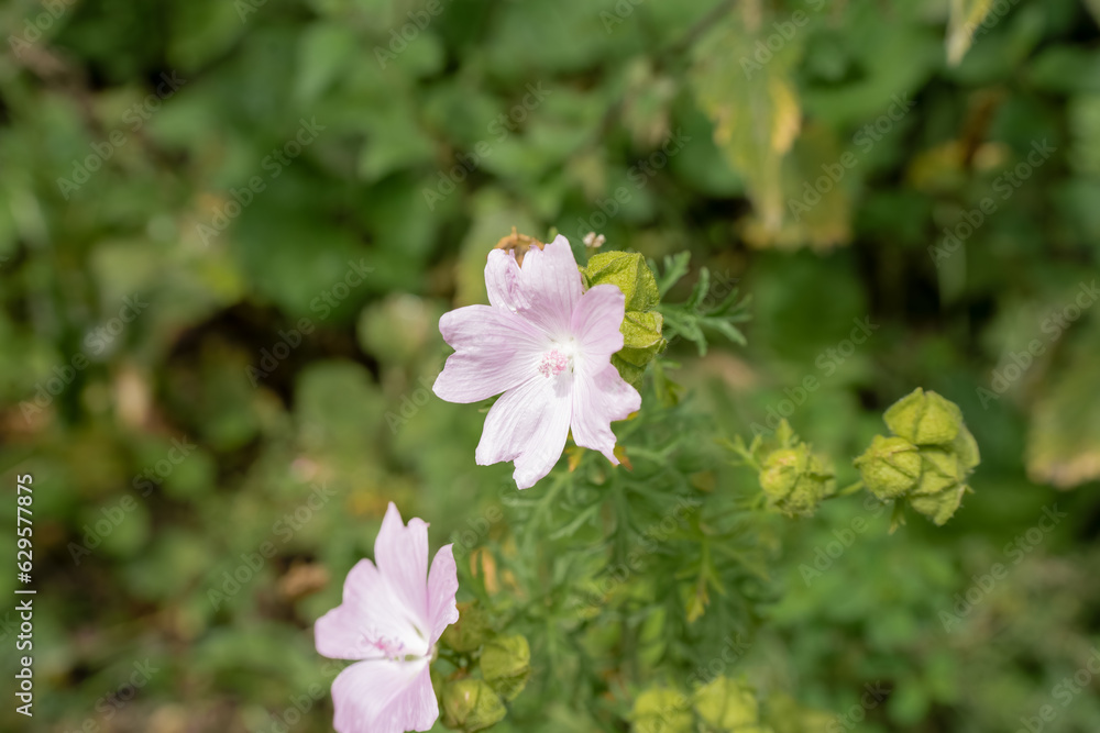 beautiful bloom of pink musk mallow (Malva moschata) flowers growing wild beautiful bloom of pink musk mallow (Malva moschata) flowers growing wild