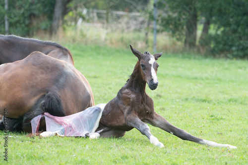 Fotografie, Tablou Delivery of a foal