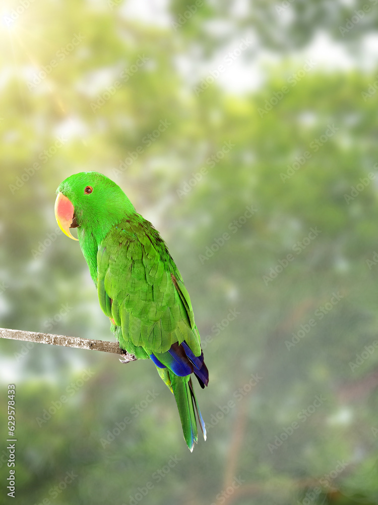 Beautiful green Eclectus parrot