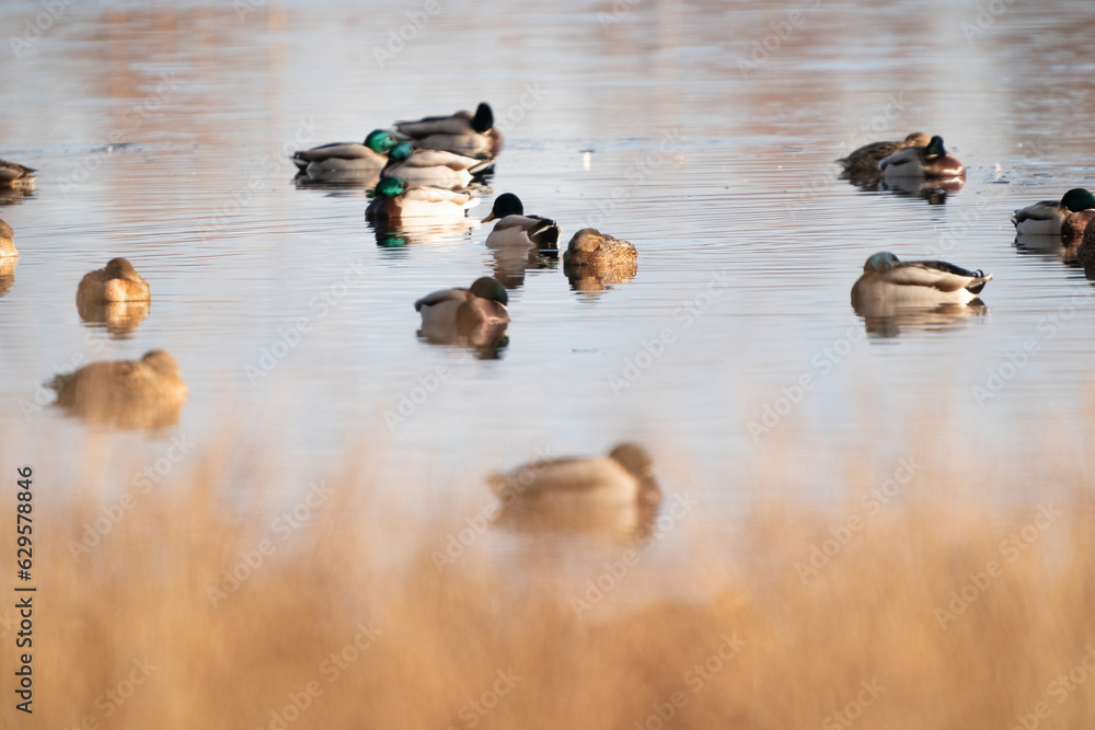 A large flock of ducks eats abandoned bread on the lake, Ducks and drakes swim on the water