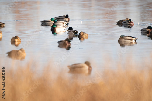 Obraz na płótnie A large flock of ducks eats abandoned bread on the lake, Ducks and drakes swim on the water w salonie