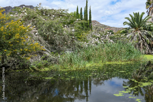 View at the lake with birds at Montagu in South Africa photo