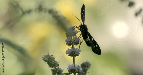 Nine-spotted Moth on lavender flower photo