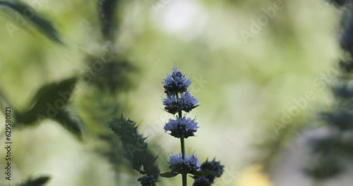 Nine-spotted Moth on lavender flower photo