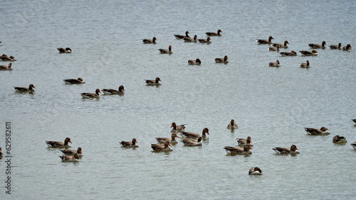 Ducks swim on the lake