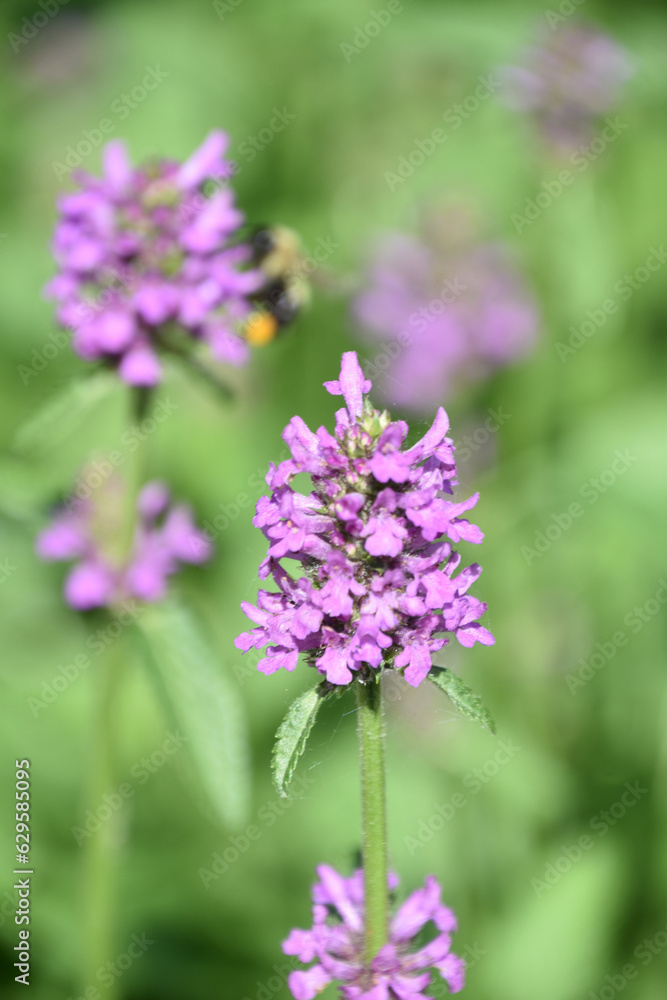 Very Pretty Blooming Purple Salvia Flower Blossom Very Pretty Blooming Purple Salvia Flower Blossom