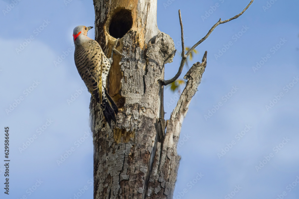 Obraz premium Northern Flicker on dead tree