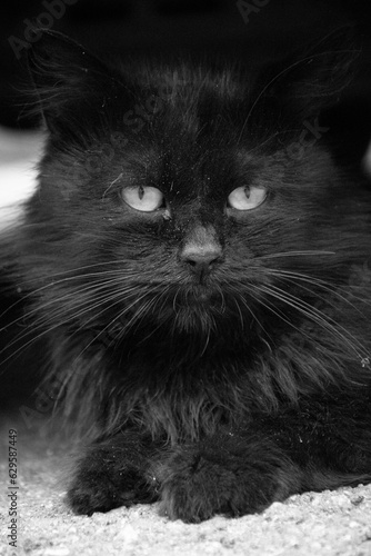 black and white cat