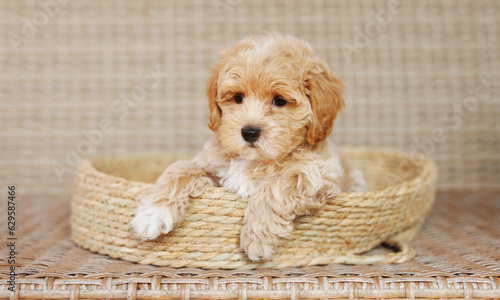 Funny Maltipoo puppy is resting in a modern interior. Beloved pet in the natural atmosphere of a beautiful home.