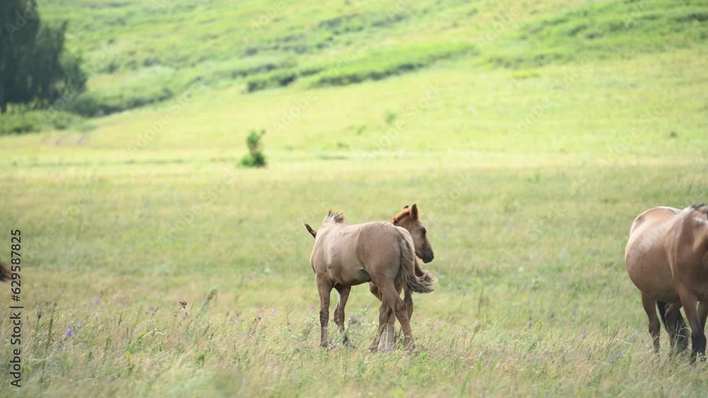 Two young stallions playing in the fields. Bashkirian horses on a meadow Two young stallions playing in the fields. Bashkirian horses on a meadow