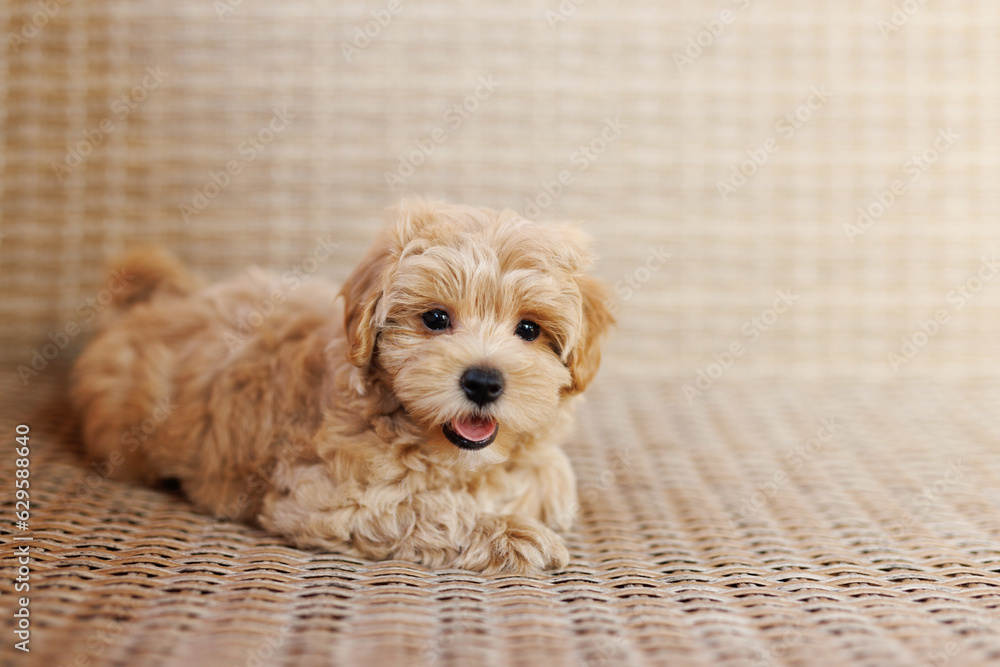 Funny Maltipoo puppy is resting in a modern interior. Beloved pet in the natural atmosphere of a beautiful home. Funny Maltipoo puppy is resting in a modern interior. Beloved pet in the natural atmosphere of a beautiful home.