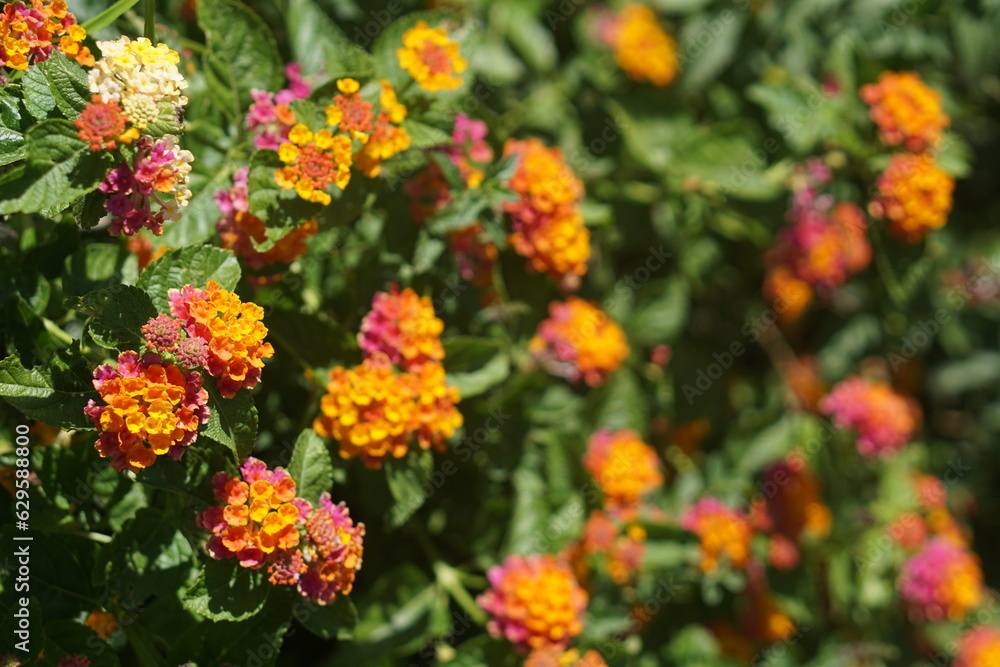 Lantana Camara, planta autóctona de Argentina. Lantana Camara, planta autóctona de Argentina.