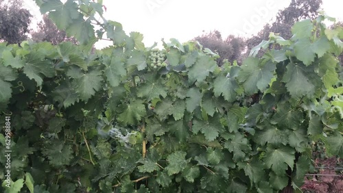 Vineyard with green grapes and blue sky