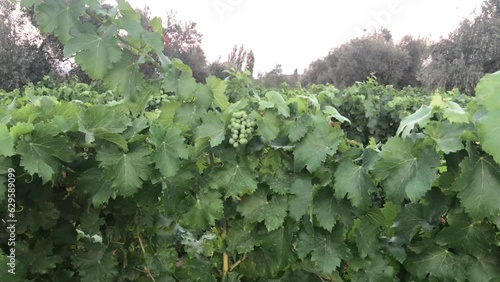 Vineyard with green grapes and blue sky