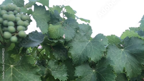 Vineyard with green grapes and blue sky