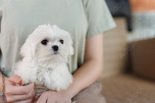 Cute puppies of the Maltese breed are resting in the arms of a girl on home. Beloved pet in the natural atmosphere.