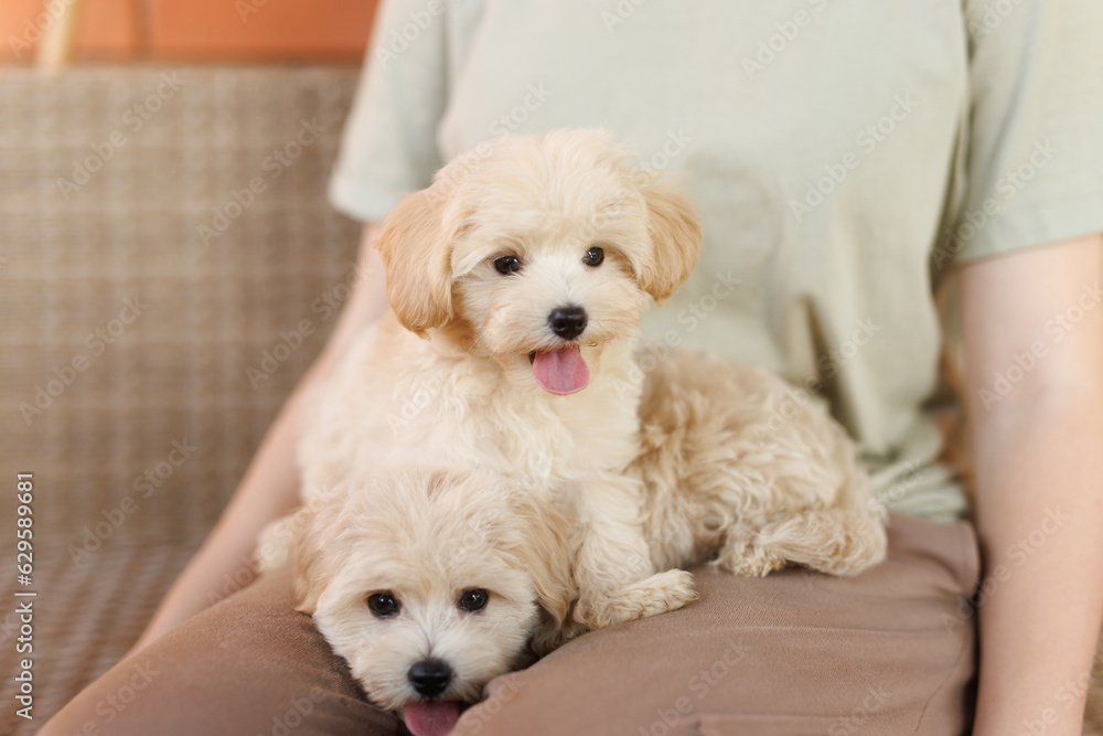 Cute puppies of the Maltipoo breed are resting in the arms of a girl on home. Beloved pet in the natural atmosphere. Cute puppies of the Maltipoo breed are resting in the arms of a girl on home. Beloved pet in the natural atmosphere.
