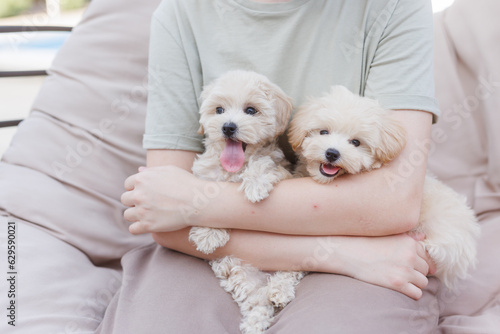 Fototapeta Naklejka Na Ścianę i Meble -  Cute puppies of the Maltipoo breed are resting in the arms of a girl on home. Beloved pet in the natural atmosphere.