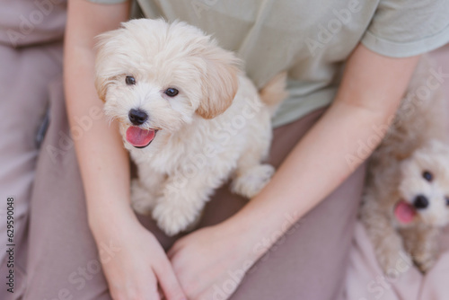 Fototapeta Naklejka Na Ścianę i Meble -  Cute puppies of the Maltipoo breed are resting in the arms of a girl on home. Beloved pet in the natural atmosphere.