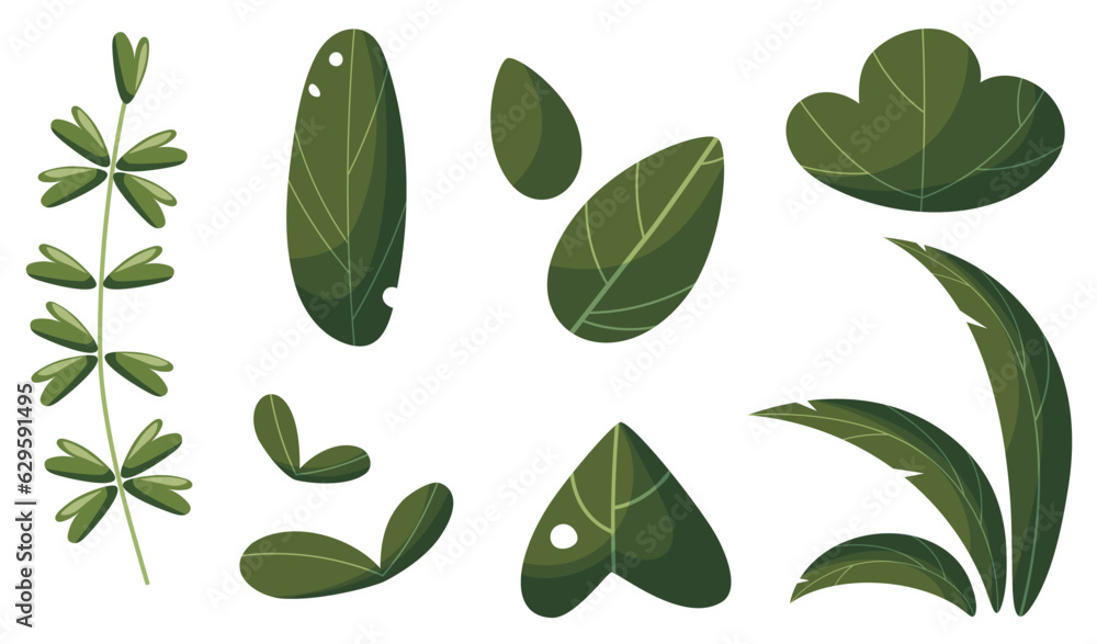 Leaf vector set. Collection of different leaves. Plants and leaves of various shapes and sizes.