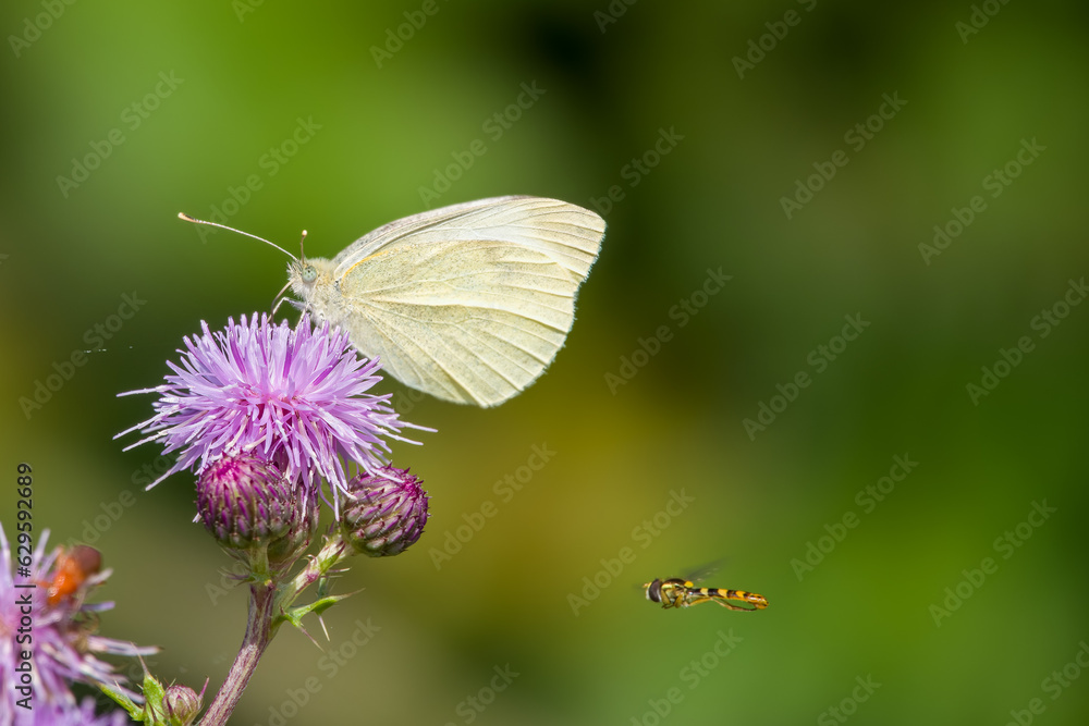 cabbage white butterfly and long hoverfly on a bright purple thistle flower head with a blurred green background cabbage white butterfly and long hoverfly on a bright purple thistle flower head with a blurred green background