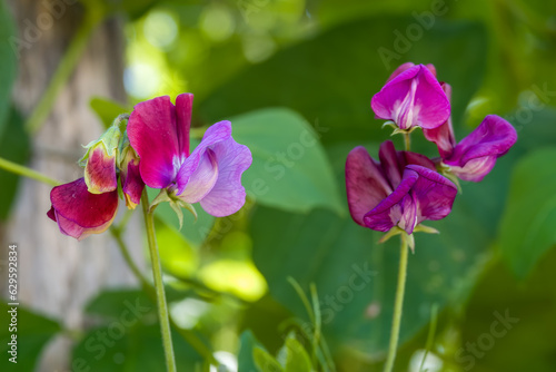 close up of pink sweet pea lathyrus odoratus flowers