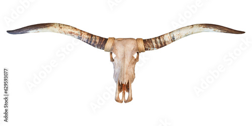 Leinwand Poster Skull of a longhorn bull