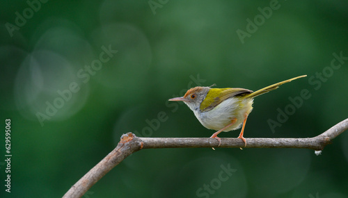 colorful Common Tailorbird ( Orthotomus sutorius ) perched on dry branches