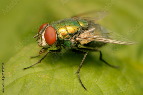 Close up on a Sarcophagidae fly resting on a green leaf with blurred background and copy space