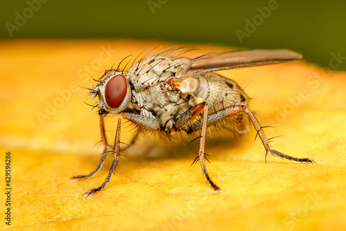 Close up on a small Muscidae fly resting on an orange leaf on a summer day