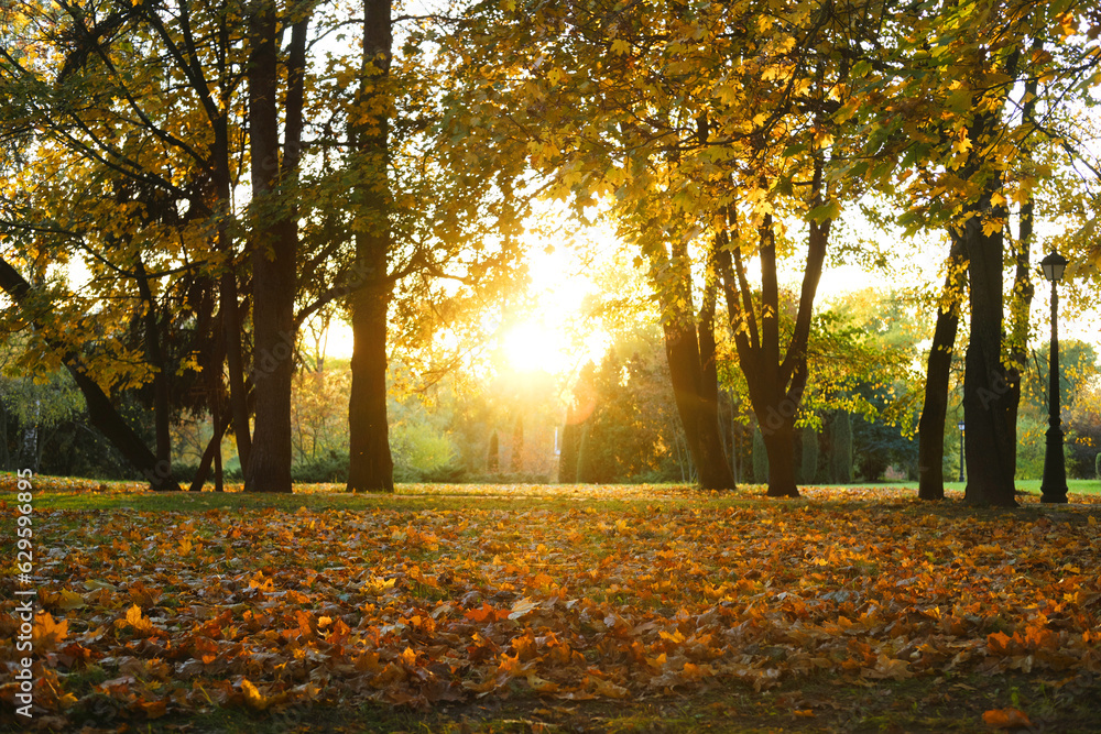 Light of the setting sun in autumn park