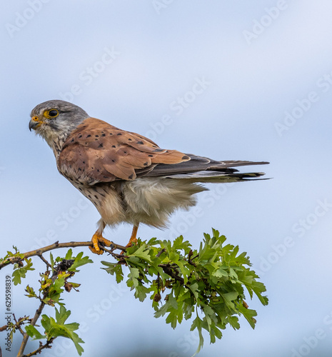 Kestrel, male