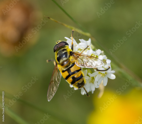 Hoverfly photo