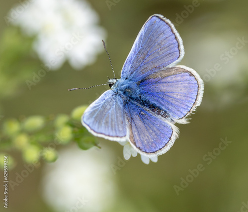Common blue butterfly, male