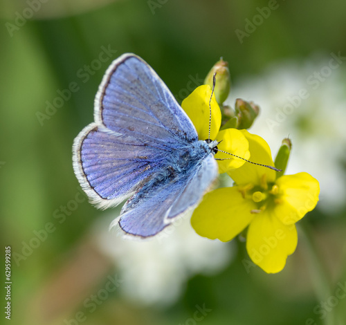 Common blue butterfly, male © David