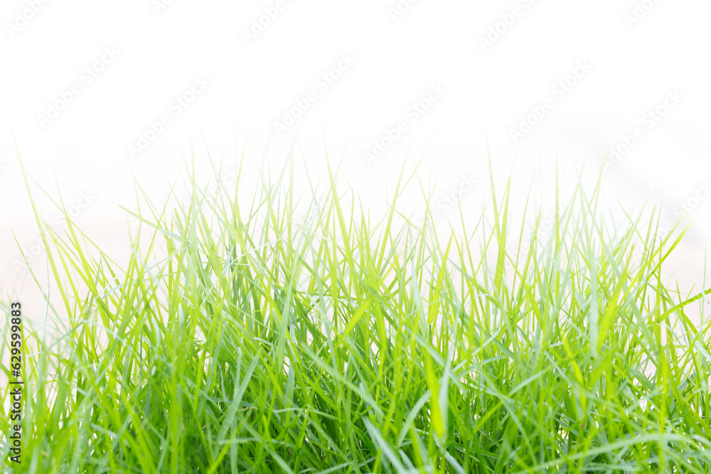 Fototapeta premium Green grass with empty space on above