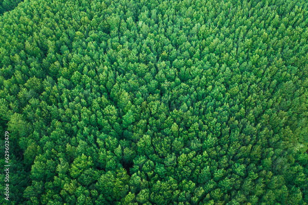 Aerial view of a forest with trees on Mount Termion Peak in Serino, Campania, Avellino, Italy. Aerial view of a forest with trees on Mount Termion Peak in Serino, Campania, Avellino, Italy.