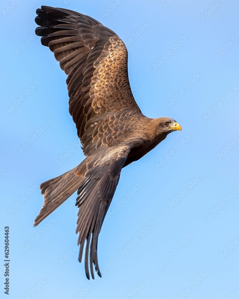 Fototapeta premium a large brown bird of prey flying through the sky and looking down