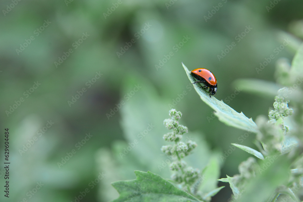 Obraz premium Garden orach with ladybug in summer