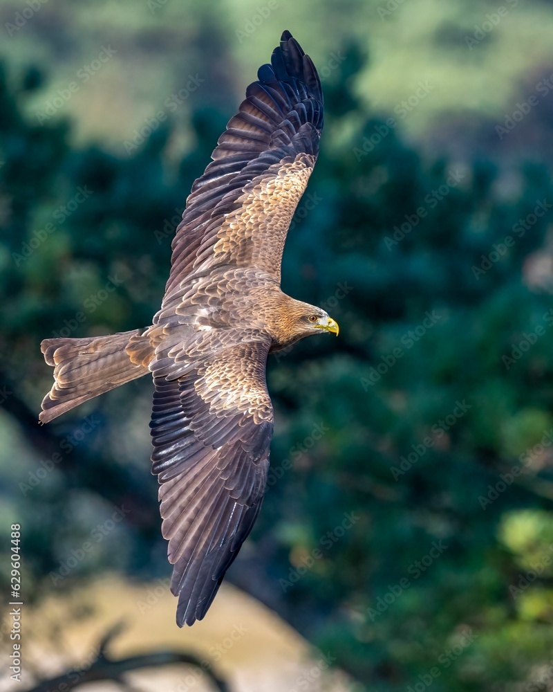 Obraz premium Closeup of a black kite in flight with a blurry background