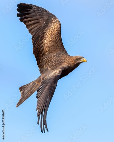 a large brown bird of prey flying through the sky and looking down
